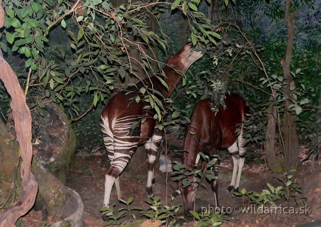 Picture 092.jpg - Okapis in the African forest.